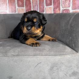 Purple girl - Black and mahogany female Rottweiler puppy in Auburn, California from Vom Haus Flores