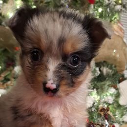 Shock BMF - Blue merle female Australian Shepherd puppy in Salem, Arkansas from Patchwork Kennels