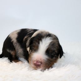 Nitro - Blue merle male Aussiedoodle puppy in Foxworth, Mississippi from Ten Mile Aussies