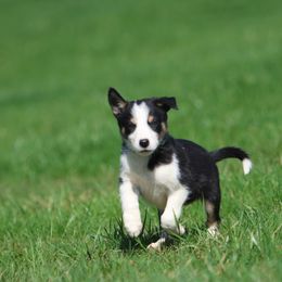 Boy 3 - Tri-color Border Collie puppy in Cadiz, Ohio from Graham Livestock
