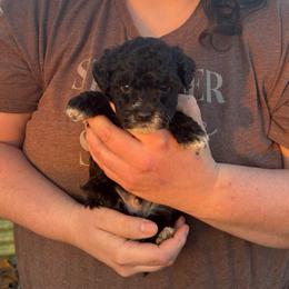 Finn - Black and white male Aussiedoodle puppy in Hopkins, Missouri from Mowry Creek Mini Aussiedoodles and More
