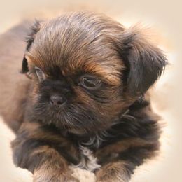 Shih Tzu Puppies from DHDoggs Shih Tzu