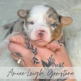 Amiee-Leigh Gemstone - Blue merle and white female American Corgi puppy in Greenwood, Indiana from Witch Creek Corgis