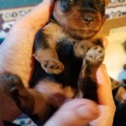 Yorkipoo and Yorkshire Terrier Puppies from Danza Bolo