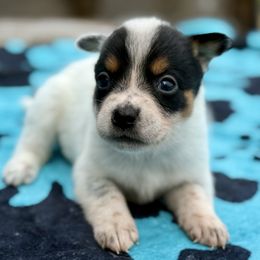 Glory - Blue mottled female Australian Cattle Dog puppy in Rosharon, Texas from 4Surge Cattle Dogs