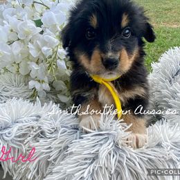 Australian Shepherd Puppies from Smith Southern Aussies