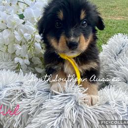Australian Shepherd Puppies from Smith Southern Aussies