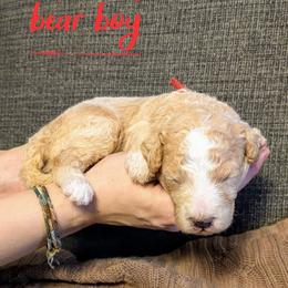 Polar Bear - Cream male Goldendoodle puppy in Cambridge, Minnesota from Country Meadow Doodles