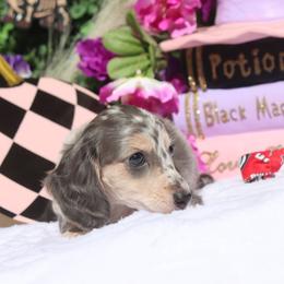 Cobalt - Dapple male Dachshund puppy in Woodbine, Georgia from Bowdachs Miniatures