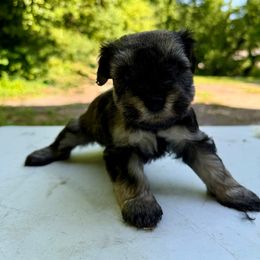 Ron - Black male Miniature Schnauzer puppy in Greenville, South Carolina from Synergy Schnauzers