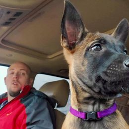 Belgian Malinois Puppies from Christina Potts Potts
