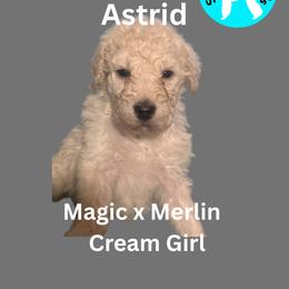 Girl 1 - female Poodle puppy in Baltimore, Maryland from Steinrock’s Standards