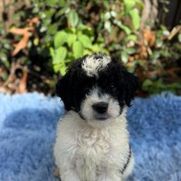 Justine - Parti female Goldendoodle puppy in Jacksonville, Florida from Dandelion Doodles