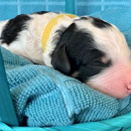 Aussiedoodle Puppies from Sunshine Aussiedoodles Idaho