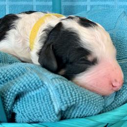 Aussiedoodle Puppies from Sunshine Aussiedoodles Idaho
