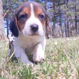 Beagle Puppies from Rajun Cajun Kennels
