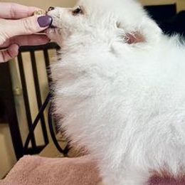 Pomeranians from Cloud9