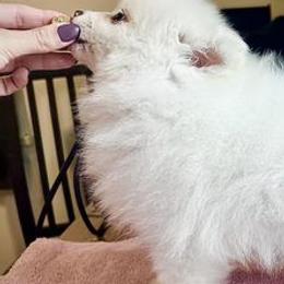 Pomeranians from Cloud9