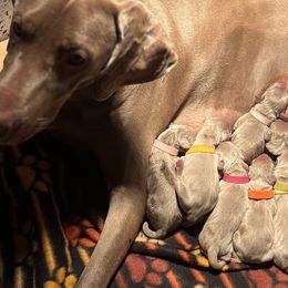 Weimaraners from Misty Mountain Weimaraners