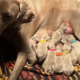 Weimaraners from Misty Mountain Weimaraners