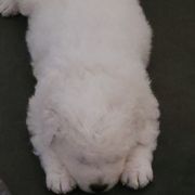 Maremma Sheepdogs from BNG Farms
