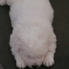 Maremma Sheepdogs from BNG Farms
