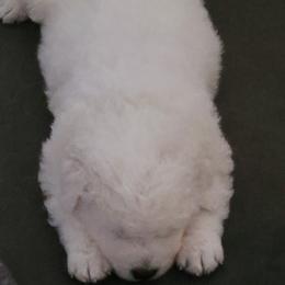 Maremma Sheepdogs from BNG Farms