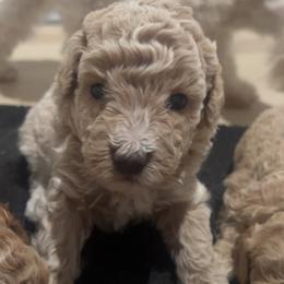 Cavapoo, Cockapoo, Goldendoodle, and Maltipoo Puppies from Perdue Puppies