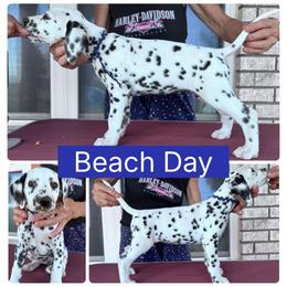 Beach Day - White and black female Dalmatian puppy in Melrose, New Mexico from ECMO Farm Dalmatians & Labrador Retrievers