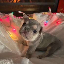 French Bulldog Puppies from Lilac City Frenchies