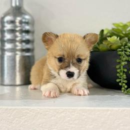 AKC Female - Red female Pembroke Welsh Corgi puppy in Moreno Valley, California from Corgi Dobie Co.