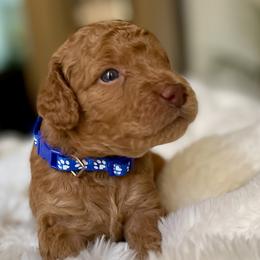 Bradley - Red male Australian Labradoodle puppy in San Antonio, Texas from I Love U Back Labradoodles, LLC