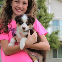 Miniature American Shepherd Puppies from Brassy Acres Miniature American Shepherds