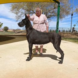 Felony - Great Dane