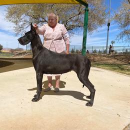 Felony - Great Dane