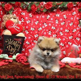 Pomeranian Puppies from Port Bee Pomeranian’s
