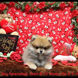 Pomeranian Puppies from Port Bee Pomeranian’s