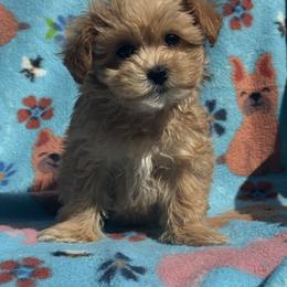 Honey Bun - Apricot female Maltipoo puppy in Berea, Kentucky from Blair’s Furry Friends