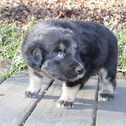 Goku - Black tri-color male Australian Shepherd puppy in Macon, Georgia from Shaina’s Shepherds
