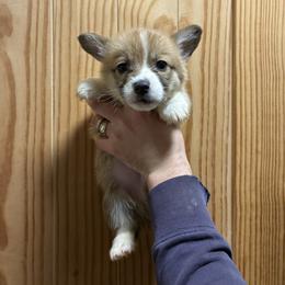 Roger - Red male Pembroke Welsh Corgi puppy in Delton, Michigan from CorGizmo