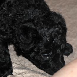 Snickerdoodle - Black male Mudi puppy in Benson, Arizona from Twisted Acres Border Collies and Mudi