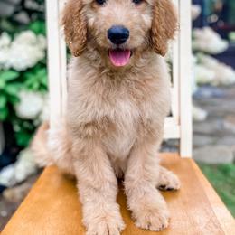 Goldendoodle Puppies from Cane Creek Goldendoodles
