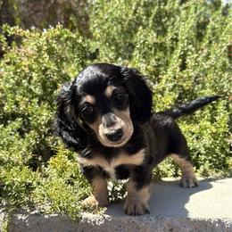 Black and cream - Black and cream female Dachshund puppy in San Diego, California from San Diego Dachshunds