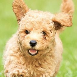 Poodle Puppies from Emerald Mini Poodles