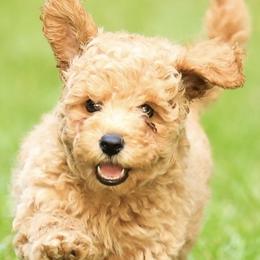 Poodle Puppies from Emerald Mini Poodles