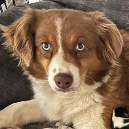 Roxy - Australian Shepherd