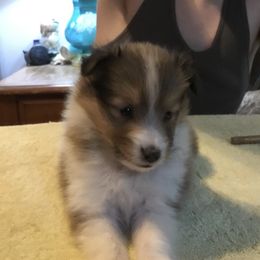 Shetland Sheepdog Puppies from Belmar Shetland Sheepdogs