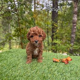 Evelyn - Red  female Goldendoodle puppy in Roseburg, Oregon from Dbos Furry Friends