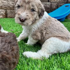 Newfypoo Puppies from Two Sisters Ranch, LLC