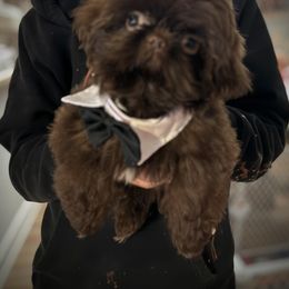 Snickers - Shih Tzu puppy from Bows and Bot Ties
